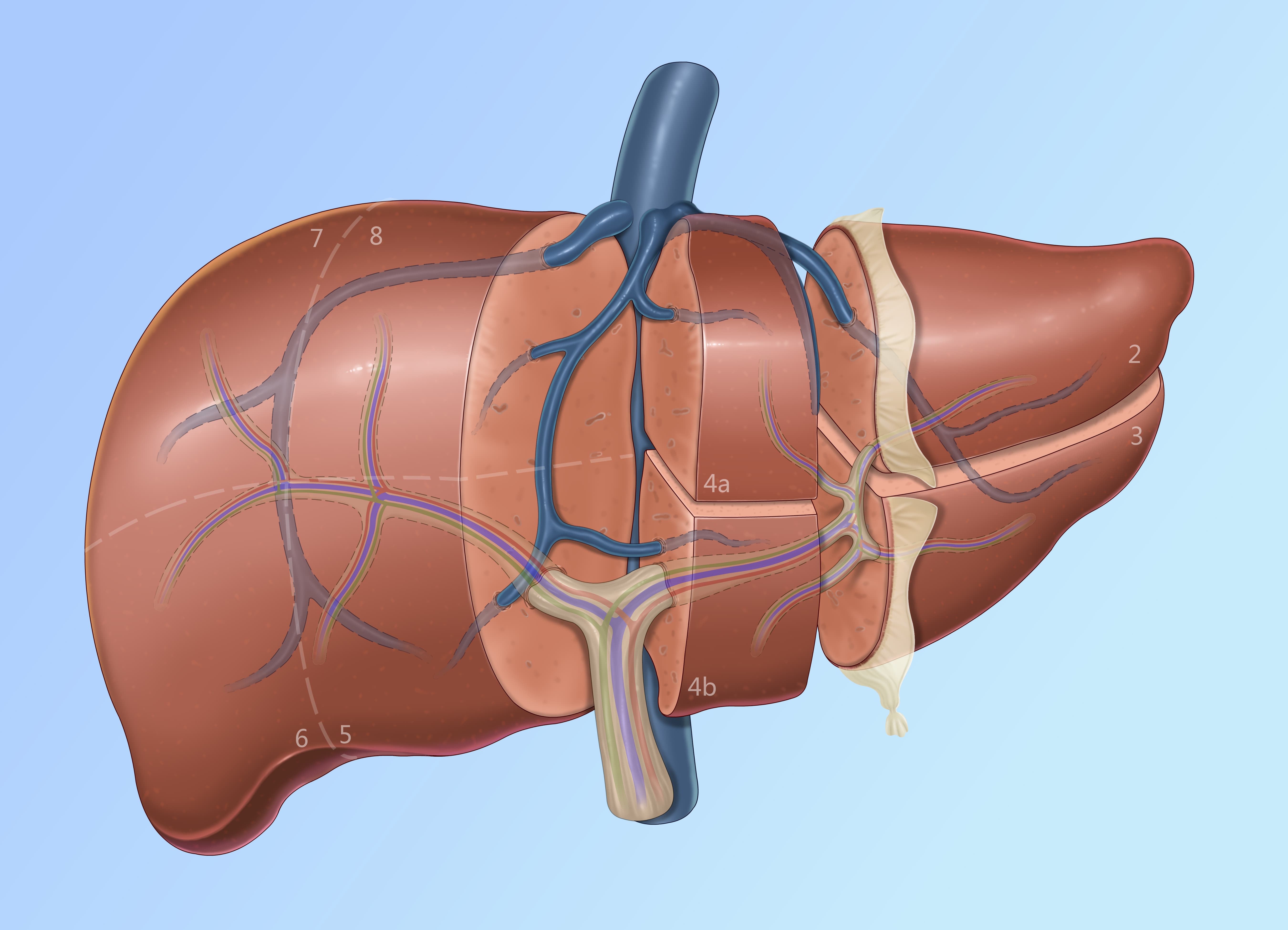 Detailed medical illustration of liver segmental anatomy with labeled hepatic veins and portal structures