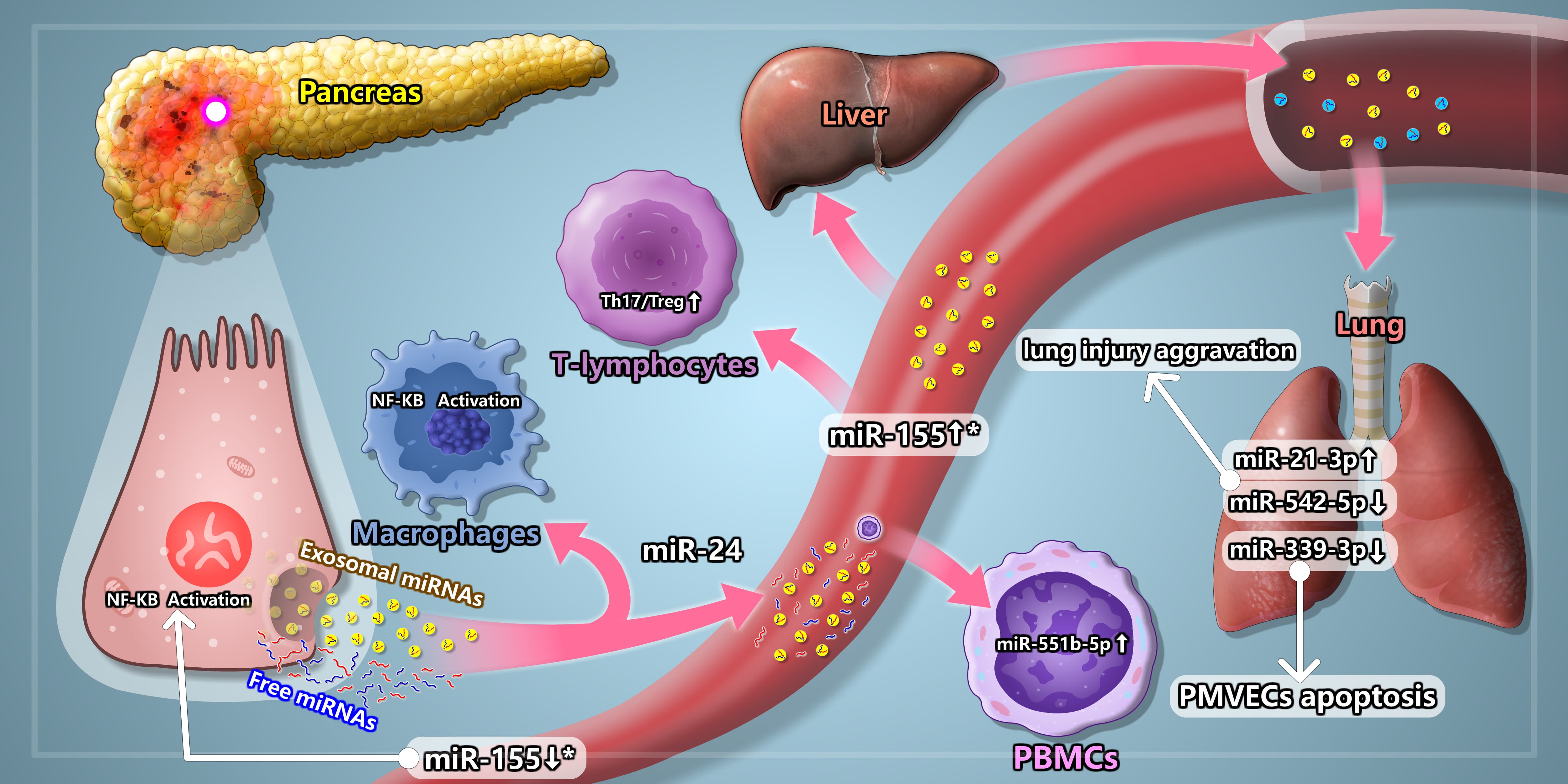 Graphical abstract illustration showing pancreatic miRNA organ crosstalk pathways for a peer-reviewed journal publication